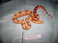 Boa albino,sunglow,DH sunglow,100%hetro albino