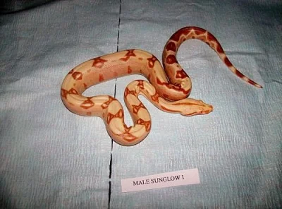 Boa albino,sunglow,DH sunglow,100%hetro albino
