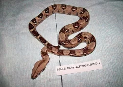 Boa albino,sunglow,DH sunglow,100%hetro albino