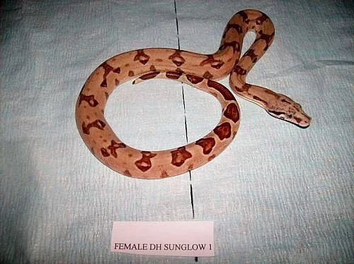Boa albino,sunglow,DH sunglow,100%hetro albino