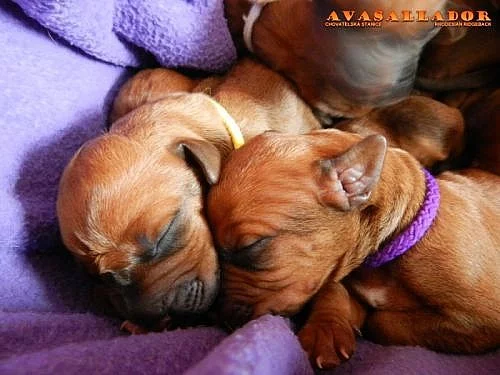 Rhodesian Ridgeback štěňata s PP
