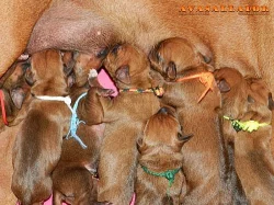 Rhodesian Ridgeback štěňata s PP