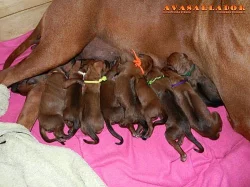 Rhodesian Ridgeback štěňata s PP