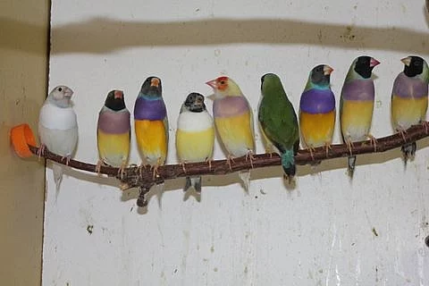 Amadiny Gouldeové