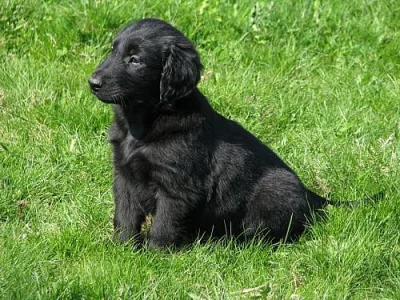 Prodám štěňátka Flat Coated Retrievera