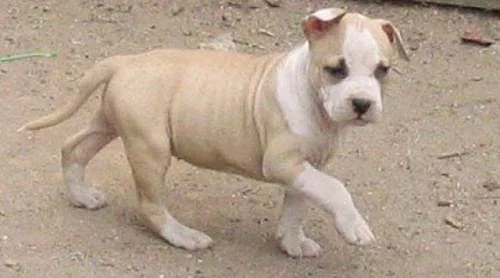 Americký stafordšírský terier s P.P.k odběru