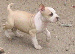 Americký stafordšírský terier s P.P.k odběru