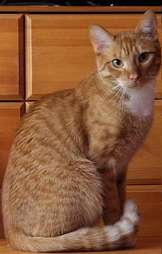 Daruji kocourka