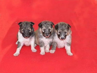 Šeltie-sheltie