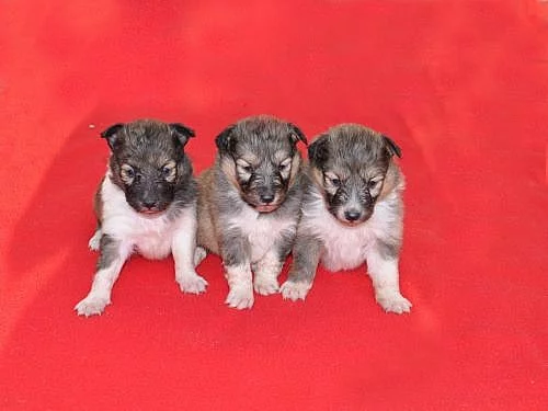 Šeltie-sheltie