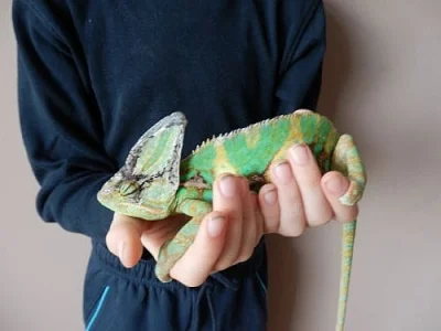 Chameleon Jemenský