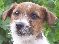 Jack Russell terier s PP