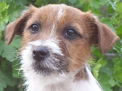 Jack Russell terier s PP