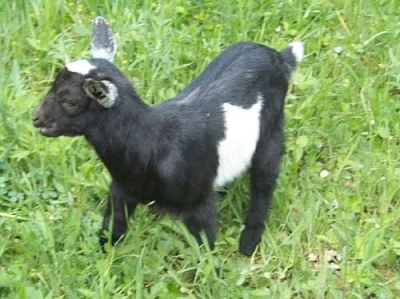 Holandský zakrslý kozlík