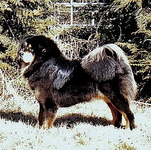 Tibetská doga - bereme záznamy na vrh 2012/2013