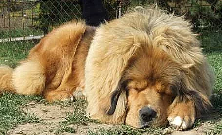 Tibetská doga - bereme záznamy na vrh 2012/2013