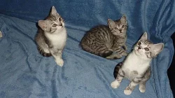 Prodám 3 Britská kotata barva ( Whiskas ) bez pp.