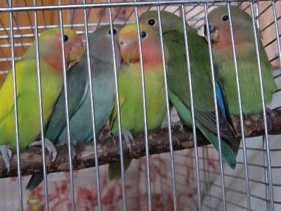 Agapornis růžohrdlý