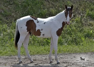 APH roční heřebeček -  homozygot na prodej