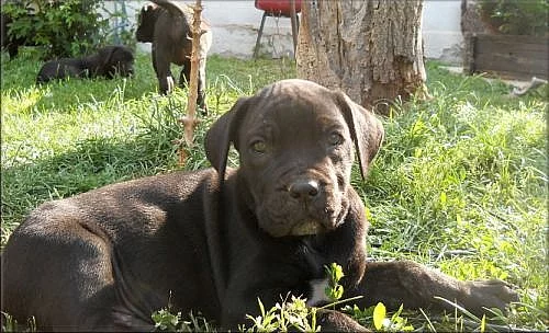 Bandog s PP
