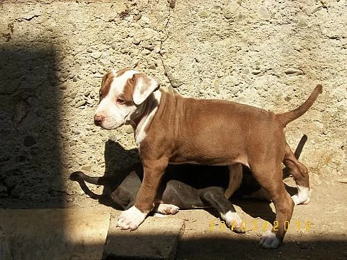 Americký pitbullteriér štěňata fenky s PP