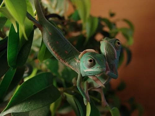 Chameleon jemenský (Chamaeleo calyptratus)