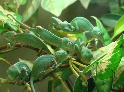 Chameleon jemenský (Chamaeleo calyptratus)