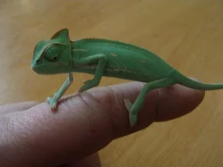 Chameleon jemenský (Chamaeleo calyptratus)