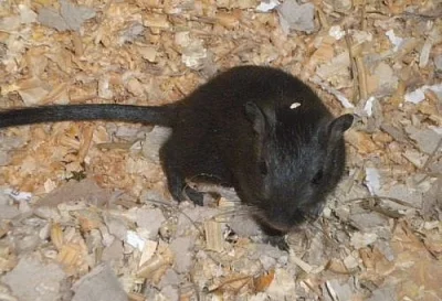 Pískomilové Black