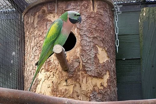 ALEXANDR VOUSATÝ