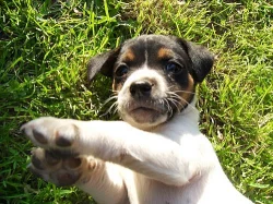 Šténátka Jack Russel teriera bez pp