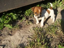 Šténátka Jack Russel teriera bez pp