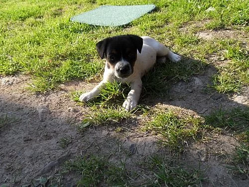 Šténátka Jack Russel teriera bez pp