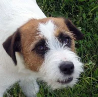 Jack Russell teriér - štěňata