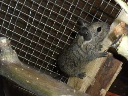 Prodám 4 mladé, zdravé osmáky degu