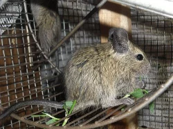 Prodám 4 mladé, zdravé osmáky degu