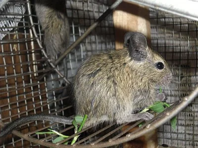Prodám 4 mladé, zdravé osmáky degu