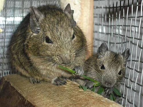 Prodám 4 mladé, zdravé osmáky degu