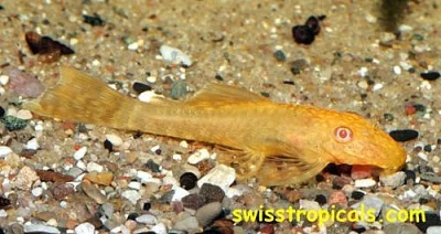 Prodám ancistruse sp. gold