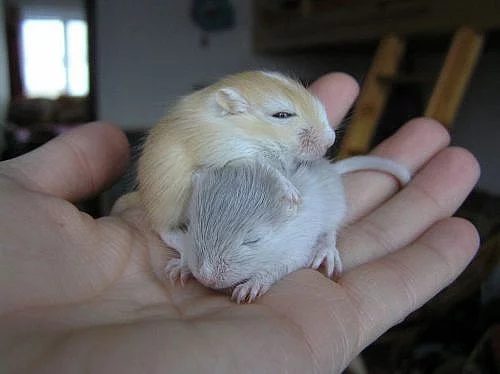 DARUJI MLÁĎATA PÍSKOMILA.