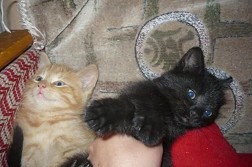 Daruji krásná a zdravá koťátka do dobrých rukou.