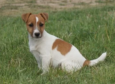 Jack Russell Terier