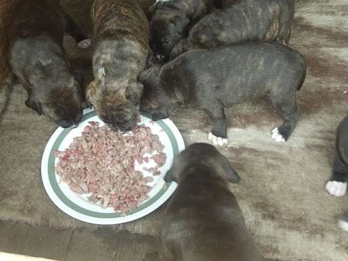 prodám pitbully