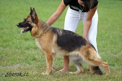 Štěňata NO s PP