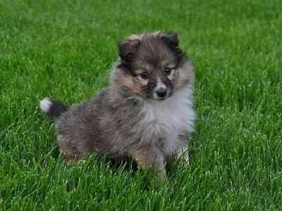 Šeltie-sheltie