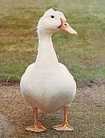 Káčata pekingská, mulardy, barberie husokachny