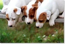 Jack Russell teriér