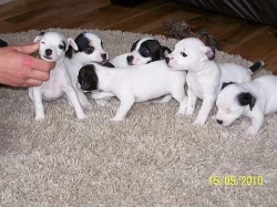 Jack Russell teriér