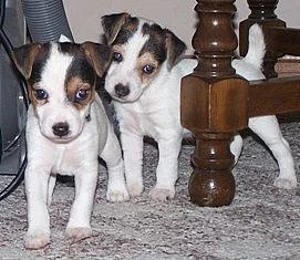 Jack Russell teriér