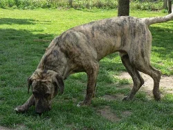 Cimarron Uruguayo - mlady pes k prodeji